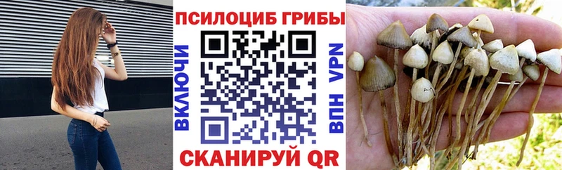 даркнет официальный сайт Венёв Псилоцибиновые грибы Magic Shrooms